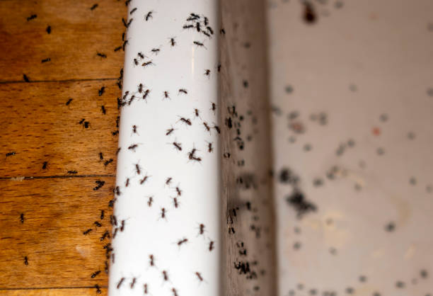 Wildlife Control Services in Crestview, FL