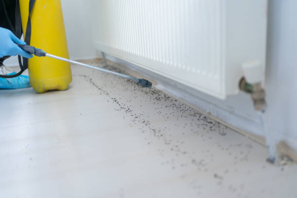 Best Insect Control  in Crestview, FL